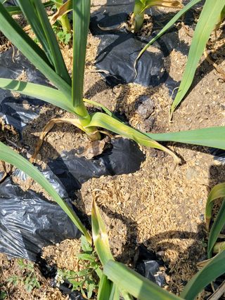 이승남님의 마늘 · 병해충상담 작성글 사진