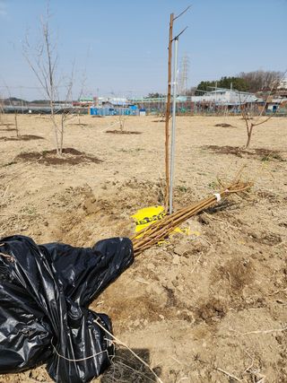 박병한님의 복숭아 · 자유게시판 작성글 사진