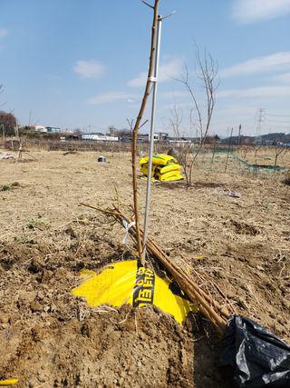 박병한님의 복숭아 · 자유게시판 작성글 사진