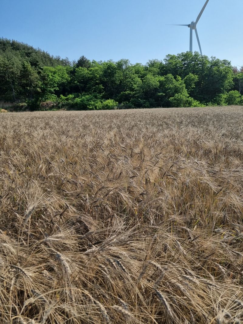 장준석님의 장터 판매 상품 [호라산밀국내산3kg(2023년산판매)판매완료 성원에 감사드립니다 ] 첨부 사진