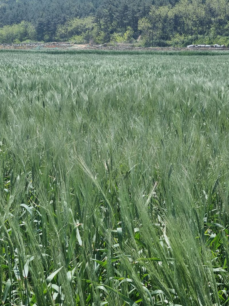 장준석님의 장터 판매 상품 [호라산밀국내산3kg(2023년산판매)판매완료 성원에 감사드립니다 ] 첨부 사진