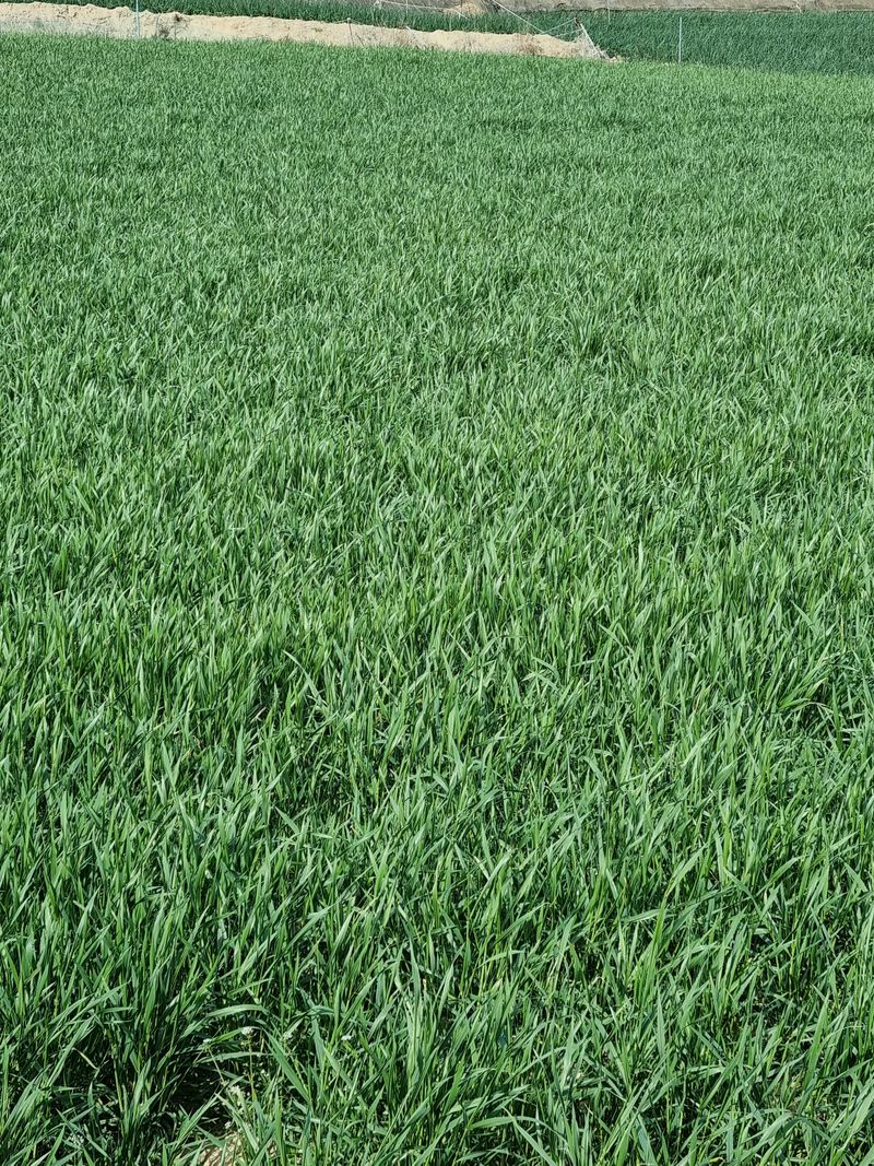 장준석님의 장터 판매 상품 [호라산밀국내산3kg(2023년산판매)판매완료 성원에 감사드립니다 ] 첨부 사진