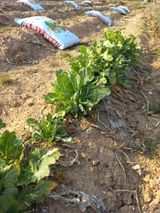 팜모닝 기타작물·자유게시판 게시글 이미지