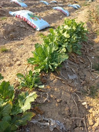 손천영님의 기타작물 · 자유게시판 작성글 사진