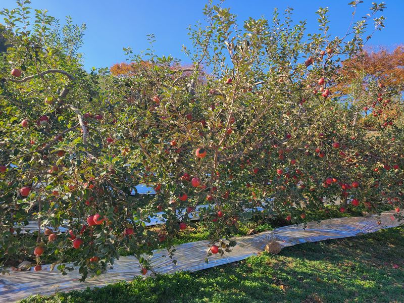 장터 상품 [얼음골사과 흠집 10kg] 썸네일