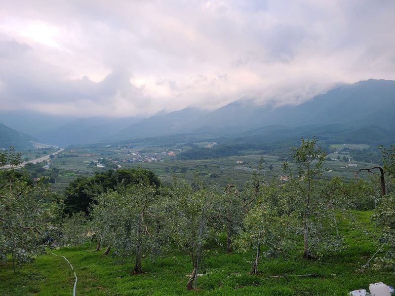 황금알얼음골농원님의 장터 판매 상품 [얼음골사과 흠집 10kg] 첨부 사진
