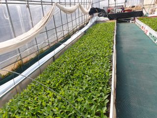 태양초님의 고추 · 수확 작성글 사진