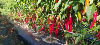 태양초님의 고추 · 수확 작성글 사진