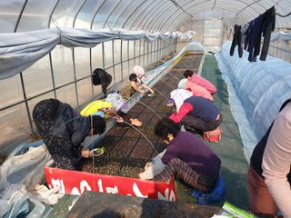 태양초님의 고추 · 수확 작성글 사진