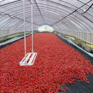 태양초님의 고추 · 수확 작성글 사진