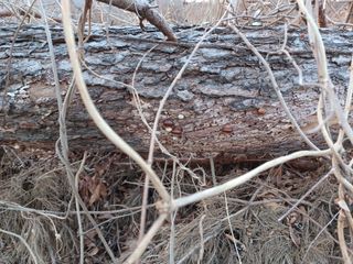 알 수 없음님의 버섯 · 일상 작성글 사진