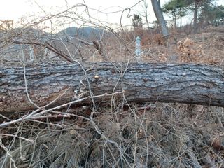 알 수 없음님의 버섯 · 일상 작성글 사진