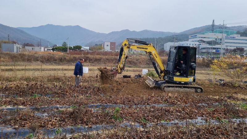 행복한나무농장님의 장터 판매 상품 [(품절 마감)가시엄나무 2년생 특묘 필요하신분] 첨부 사진