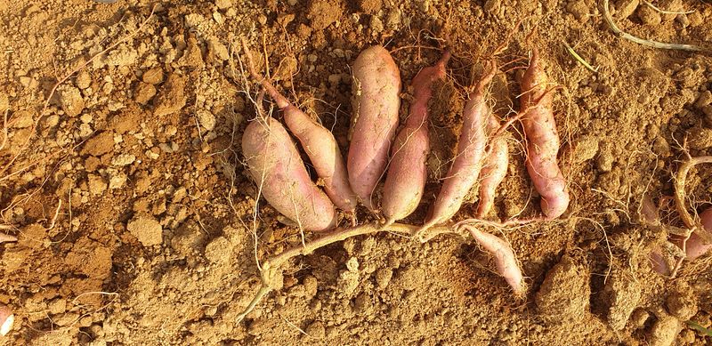 공석래님의 장터 판매 상품 [호박고구마 및 밤고구마  직거래  할인판매] 첨부 사진