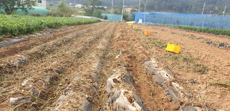 공석래님의 장터 판매 상품 [호박고구마 및 밤고구마  직거래  할인판매] 첨부 사진