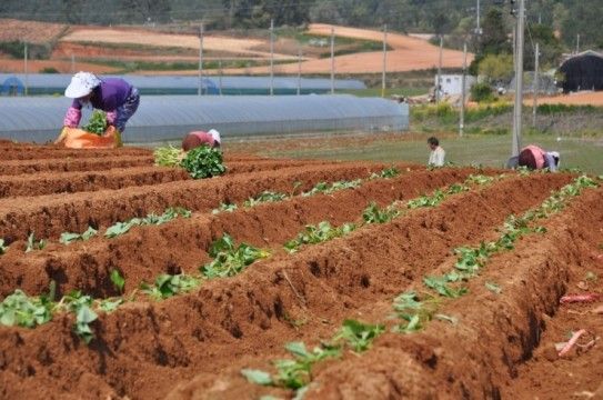 공석래님의 장터 판매 상품 [호박고구마 및 밤고구마  직거래  할인판매] 첨부 사진