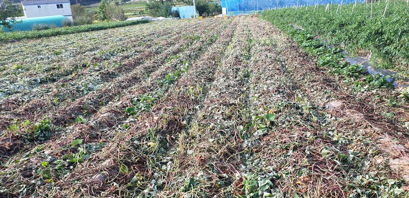 공석래님의 장터 판매 상품 [호박고구마 및 밤고구마  직거래  할인판매] 첨부 사진
