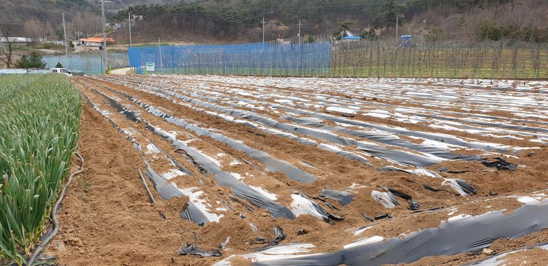 공석래님의 장터 판매 상품 [호박고구마 및 밤고구마  직거래  할인판매] 첨부 사진