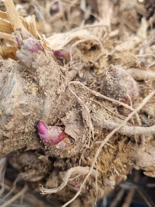 이호성님의 두릅 · 품종•종자 작성글 사진