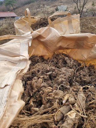 이호성님의 두릅 · 품종•종자 작성글 사진