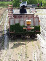 팜모닝 벼·자유게시판 게시글 이미지