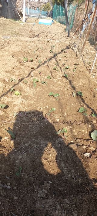 고병길님의 기타작물 · 자유게시판 작성글 사진