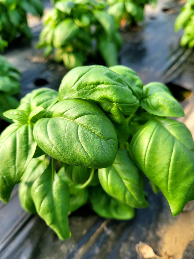 권미화님의 장터 판매 상품 [바실 300g] 첨부 사진