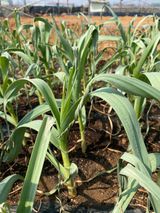 팜모닝 마늘·병해충상담 게시글 이미지