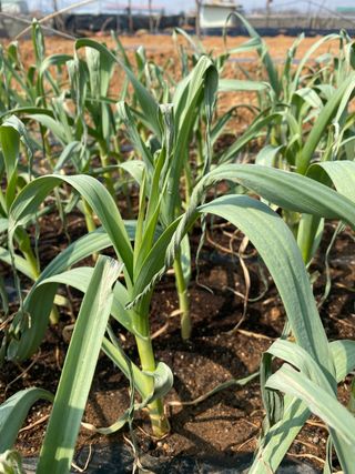 감마님의 마늘 · 병해충상담 작성글 사진