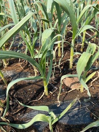 감마님의 마늘 · 병해충상담 작성글 사진