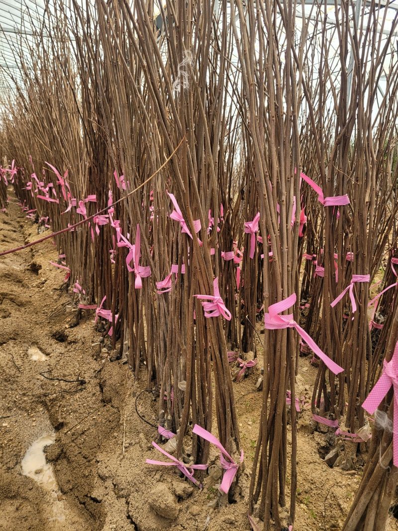 이정풍님의 장터 판매 상품 [대추, 감 묘목 판매합니다] 첨부 사진