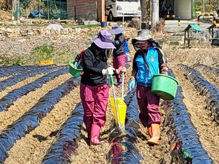 조범호님의 감자 · 자유게시판 작성글 사진