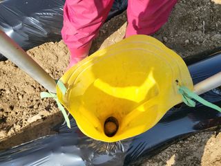 조범호님의 감자 · 자유게시판 작성글 사진