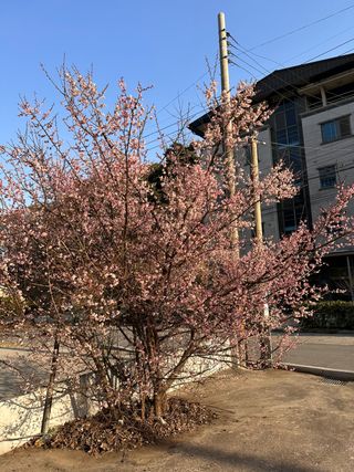 짱순이연속8월출석왕님의 상추 · 자유게시판 작성글 사진