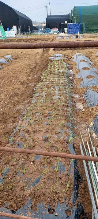 서강훈님의 파 · 자유게시판 작성글 사진