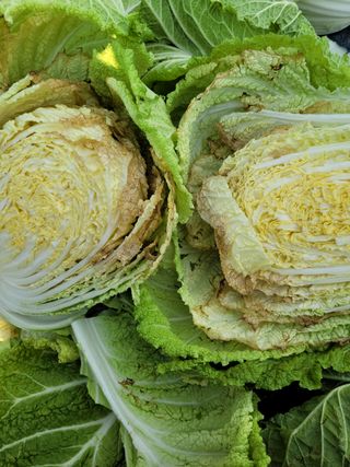 이승남님의 배추 · 병해충상담 작성글 사진