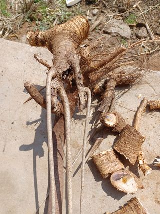 알 수 없음님의 기타작물 · 자유게시판 작성글 사진