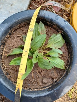 알 수 없음님의 기타작물 · 자유게시판 작성글 사진