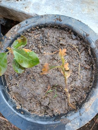 알 수 없음님의 기타작물 · 자유게시판 작성글 사진