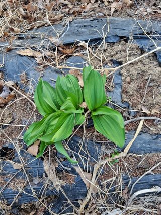작은섬님의 기타작물 · 자유게시판 작성글 사진