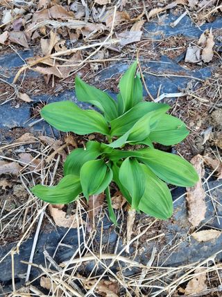 작은섬님의 기타작물 · 자유게시판 작성글 사진