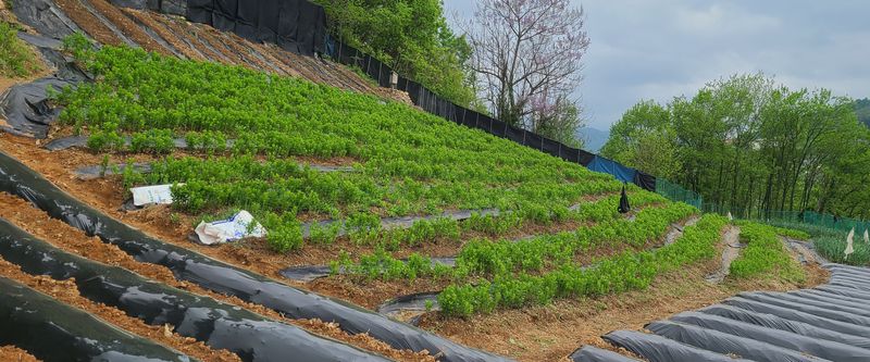 장터 상품 [도라지 1kg(대량주문만받습니다---톤단위)] 썸네일