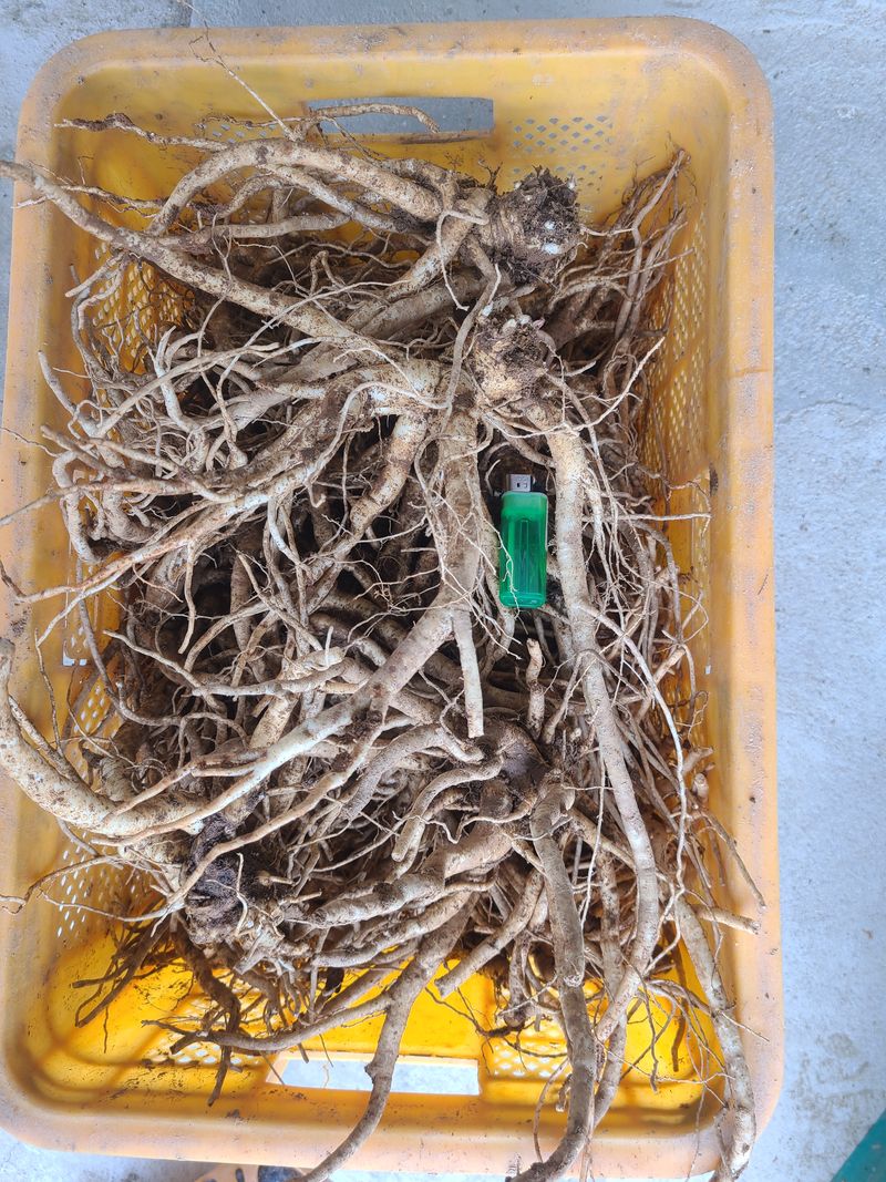 전재문님의 장터 판매 상품 [도라지 1kg(대량주문만받습니다---톤단위)] 첨부 사진