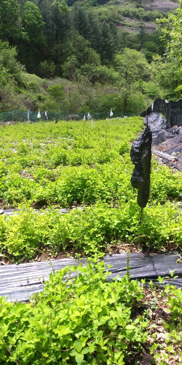 전재문님의 장터 판매 상품 [도라지 1kg(대량주문만받습니다---톤단위)] 첨부 사진