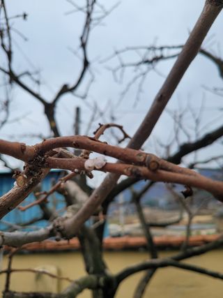 시골농부의님의 감 · 병해충상담 작성글 사진