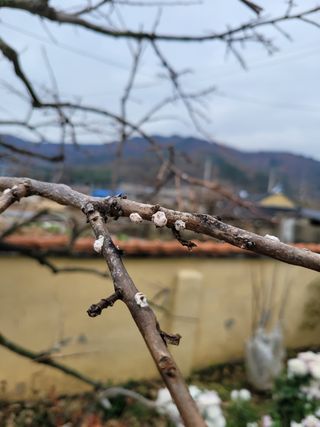 시골농부의님의 감 · 병해충상담 작성글 사진