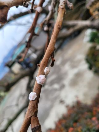 시골농부의님의 감 · 병해충상담 작성글 사진