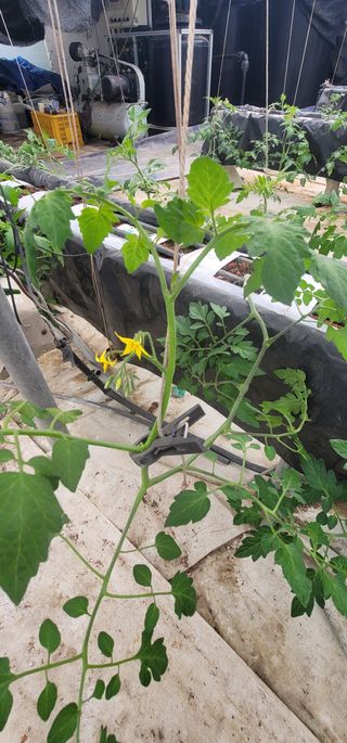 우지운님의 토마토 · 병해충상담 작성글 사진