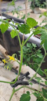 팜모닝 토마토·병해충상담 게시글 이미지