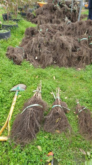 도기백님의 사과 · 묘목•접목 작성글 사진